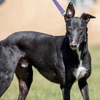Greyhounds Available for Adoption