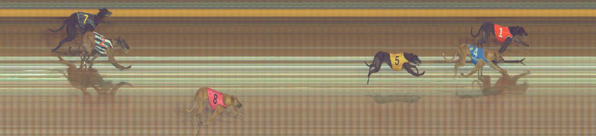 Photo finish for Bendigo Race 8
