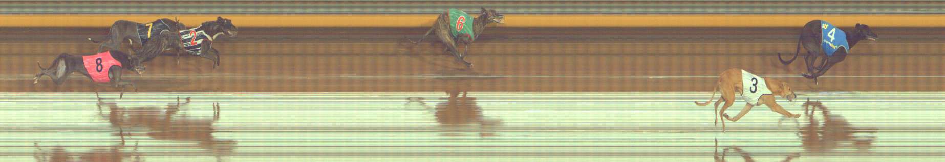 Photo finish for Bendigo Race 8