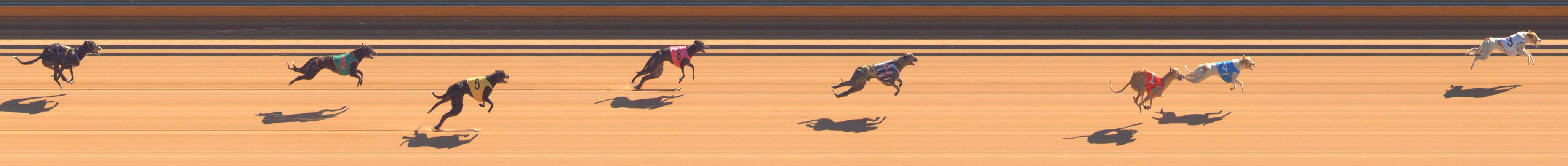 Photo finish for Bendigo Race 2