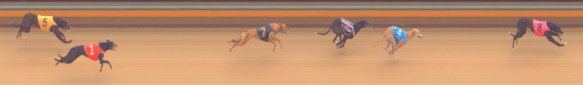 Photo finish for Bendigo Race 5