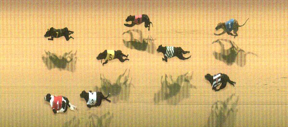 Photo finish for Cranbourne Race 2