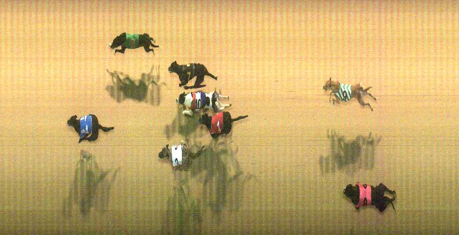 Photo finish for Cranbourne Race 3