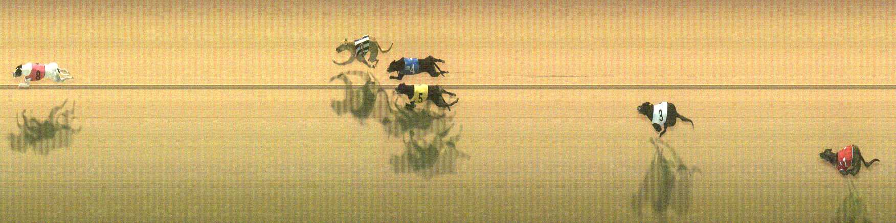 Photo finish for Cranbourne Race 5