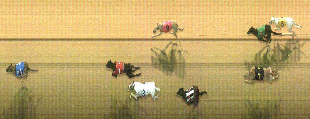 Photo finish for Cranbourne Race 6