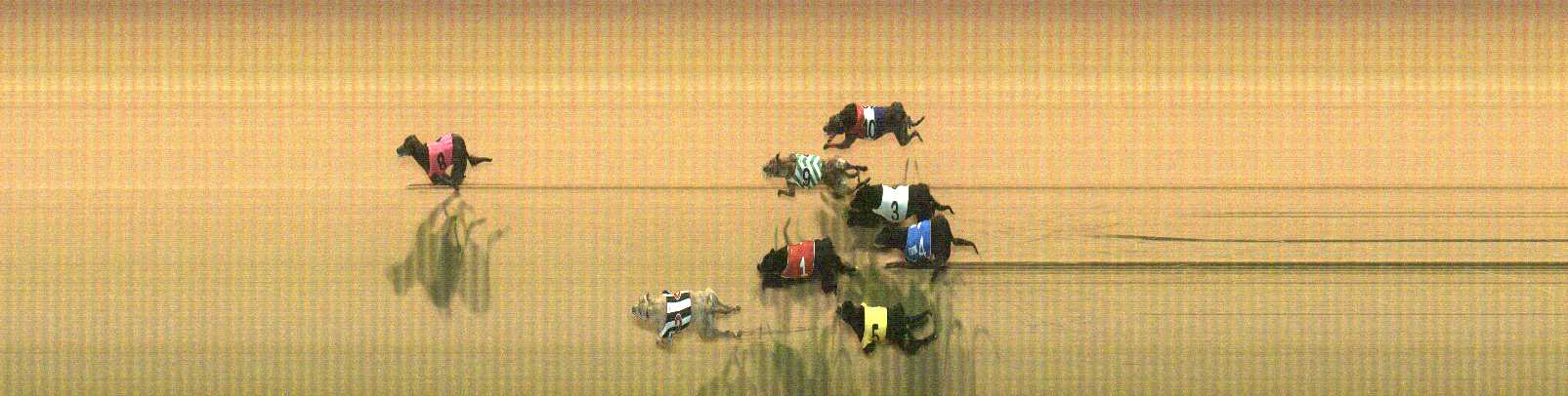 Photo finish for Cranbourne Race 3