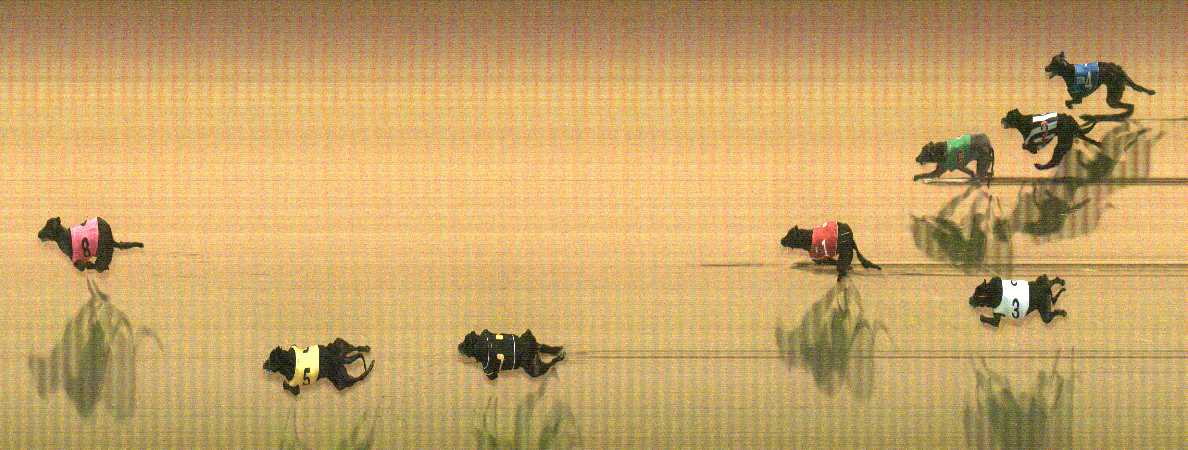 Photo finish for Cranbourne Race 9