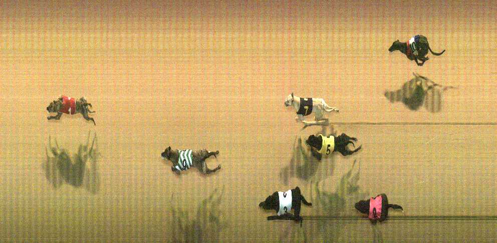 Photo finish for Cranbourne Race 11