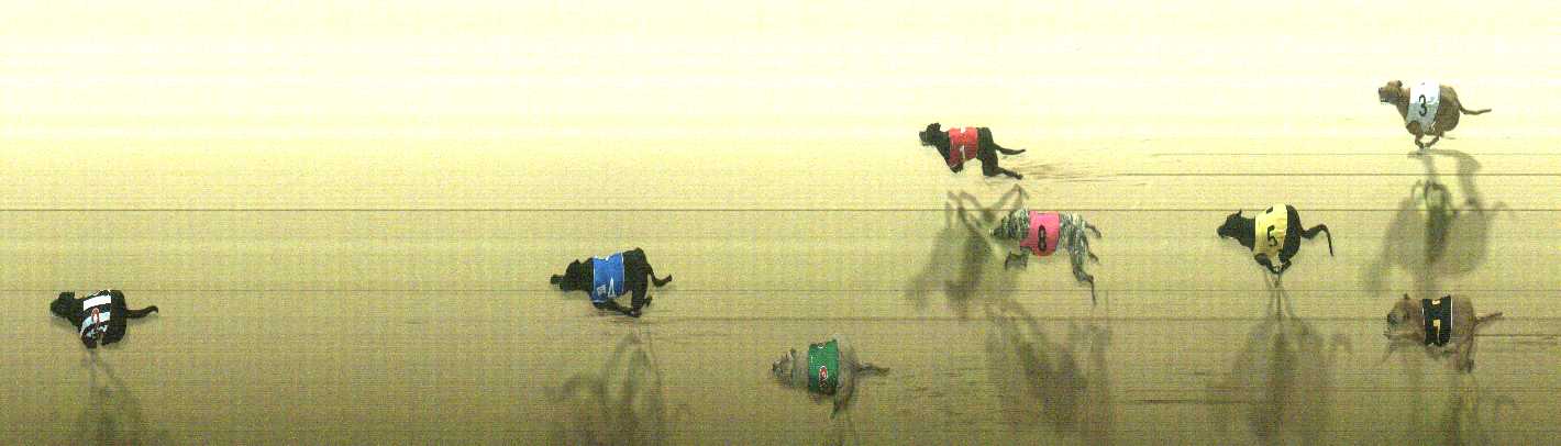 Photo finish for Cranbourne Race 11