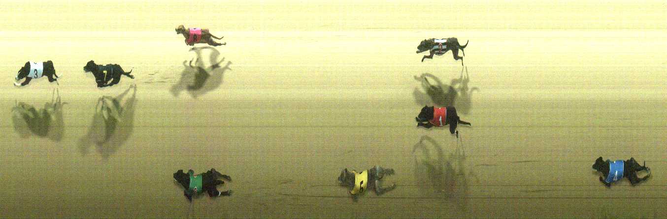 Photo finish for Cranbourne Race 11