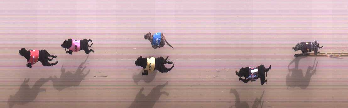 Photo finish for Cranbourne Race 2
