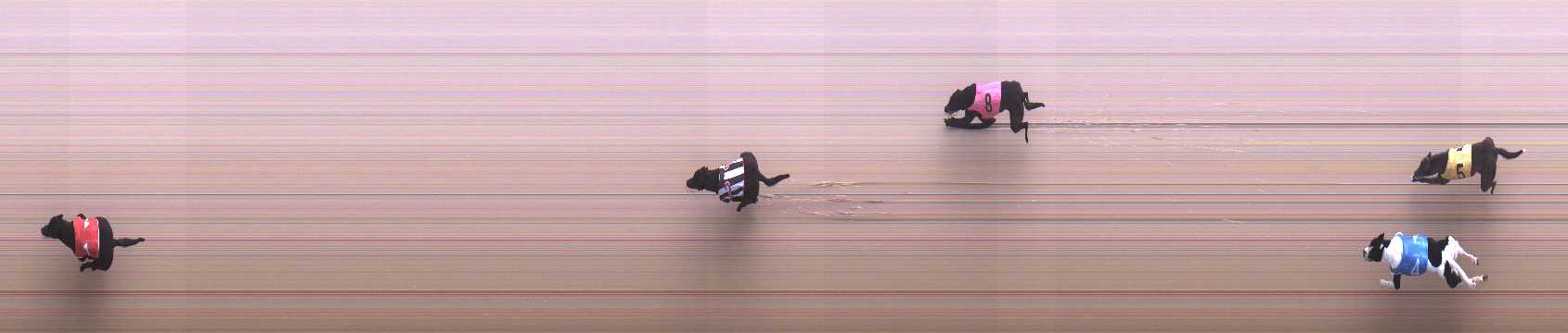 Photo finish for Cranbourne Race 3