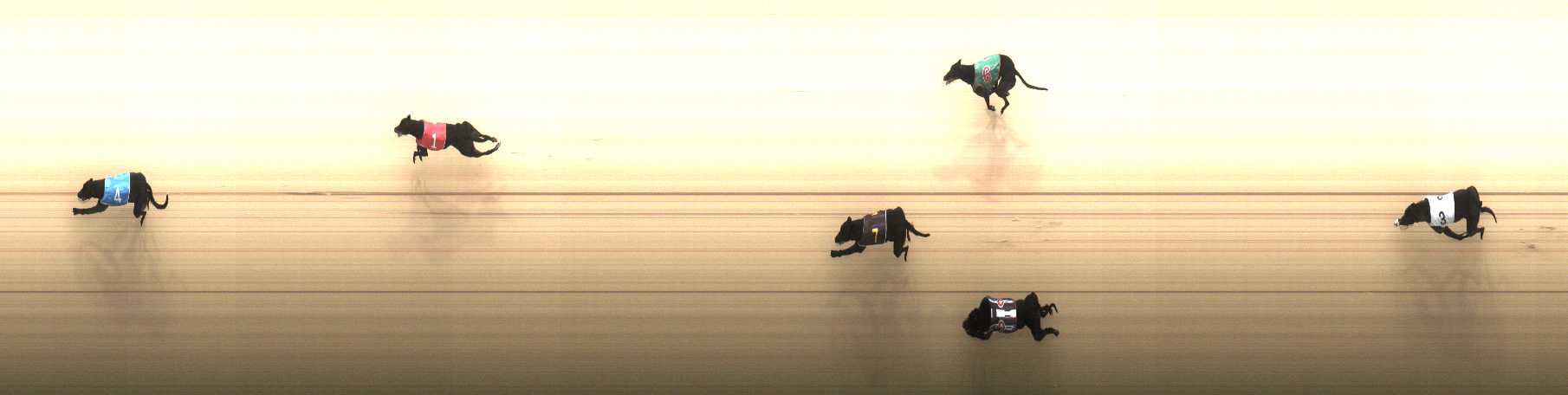 Photo finish for Cranbourne Race 1