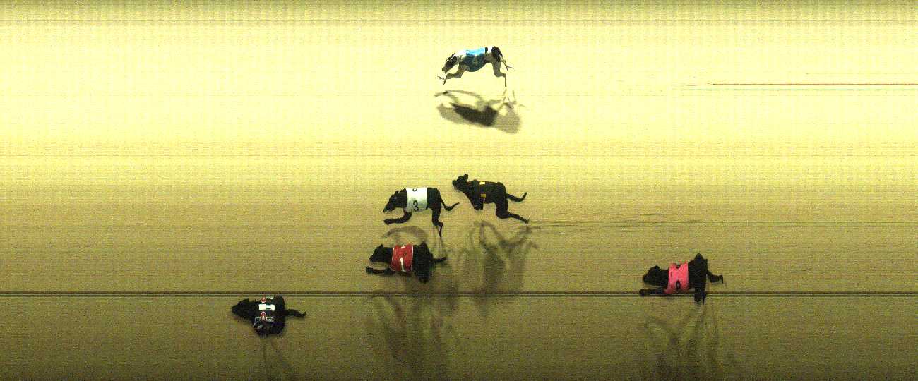Photo finish for Cranbourne Race 8