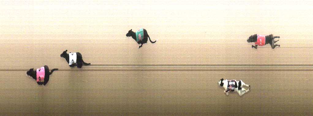 Photo finish for Cranbourne Race 3