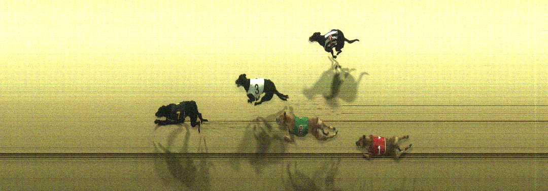 Photo finish for Cranbourne Race 5
