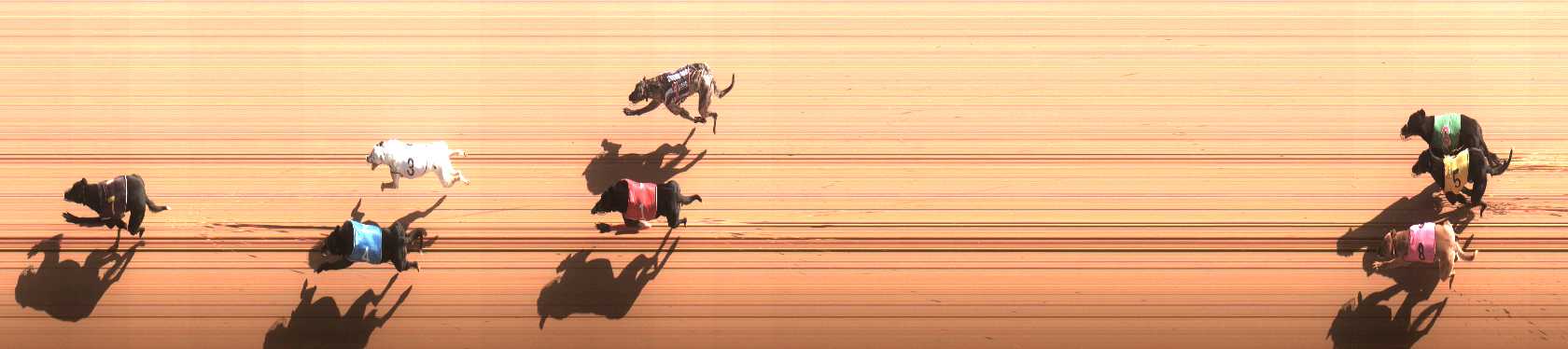 Photo finish for Cranbourne Race 8