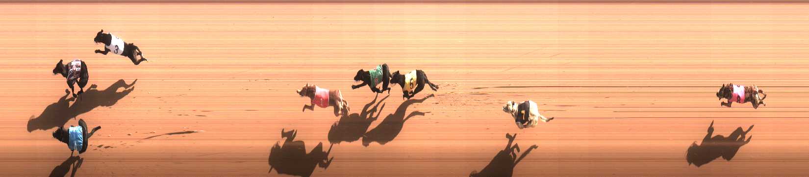 Photo finish for Cranbourne Race 9