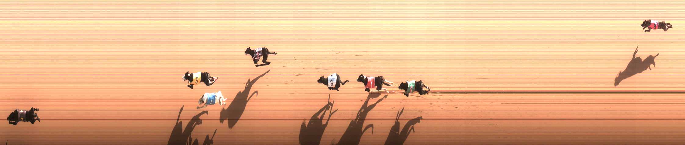 Photo finish for Cranbourne Race 12