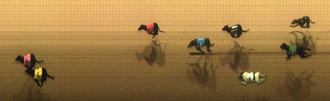 Photo finish for Cranbourne Race 8