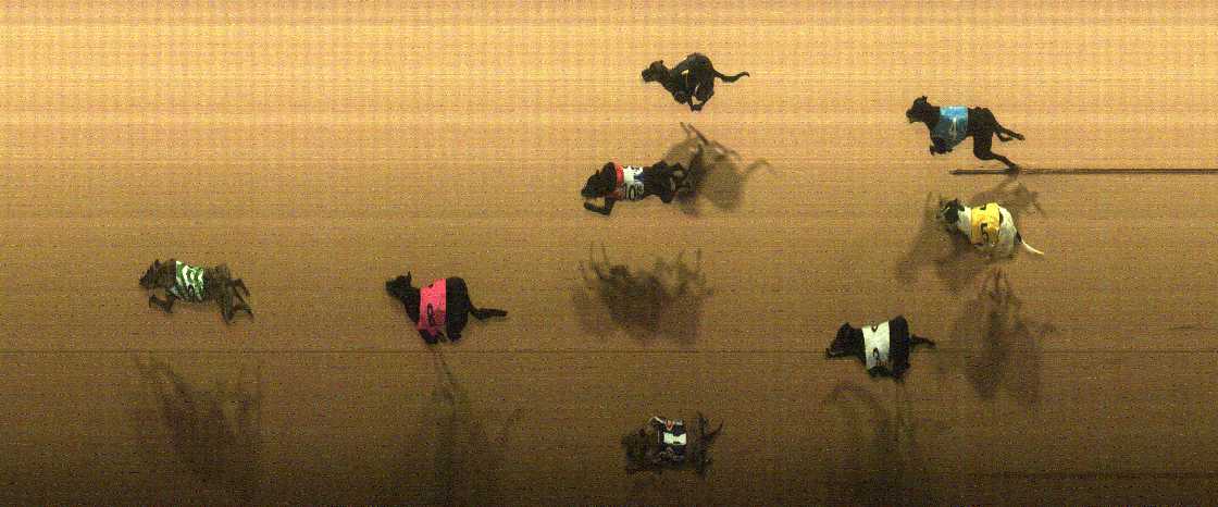 Photo finish for Cranbourne Race 12