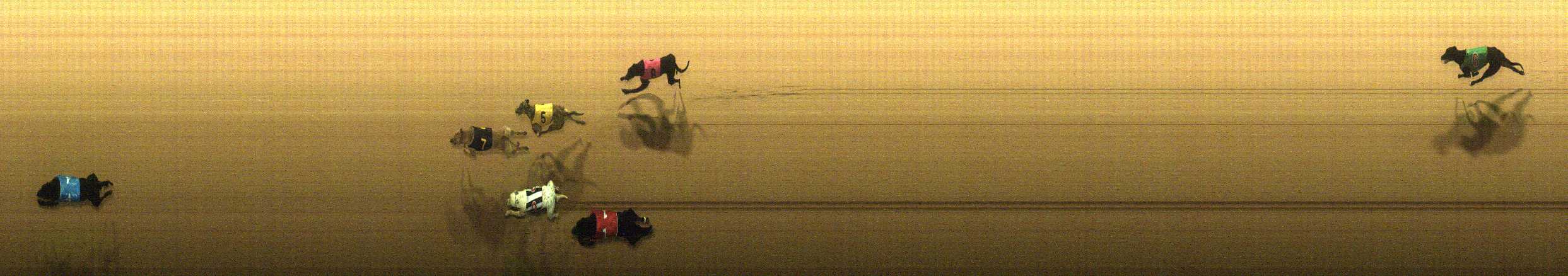 Photo finish for Cranbourne Race 2