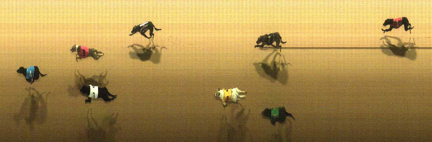 Photo finish for Cranbourne Race 7