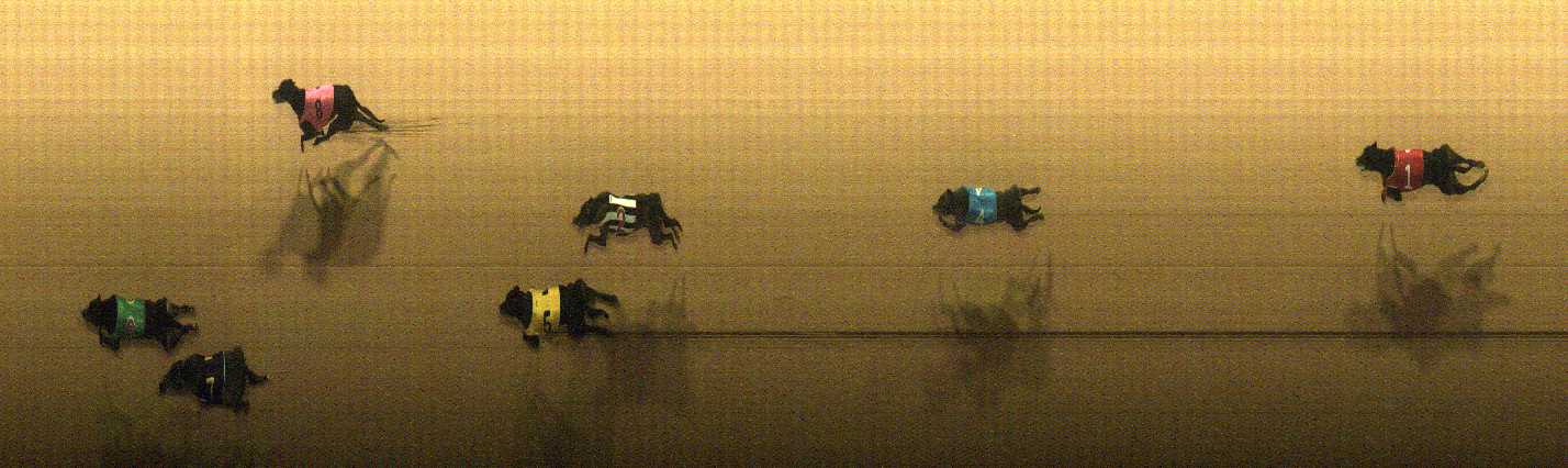 Photo finish for Cranbourne Race 11
