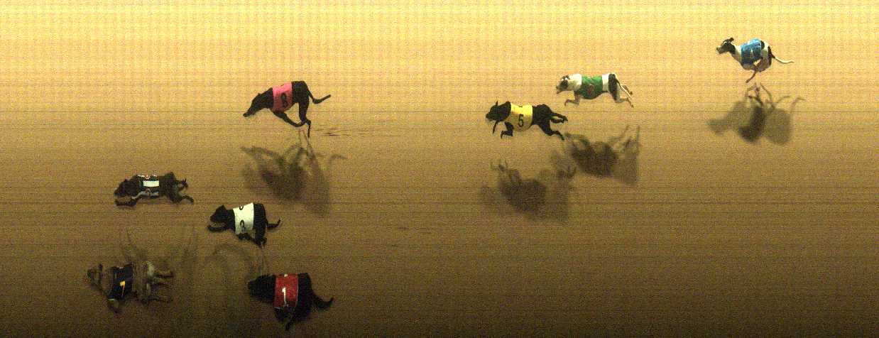 Photo finish for Cranbourne Race 8