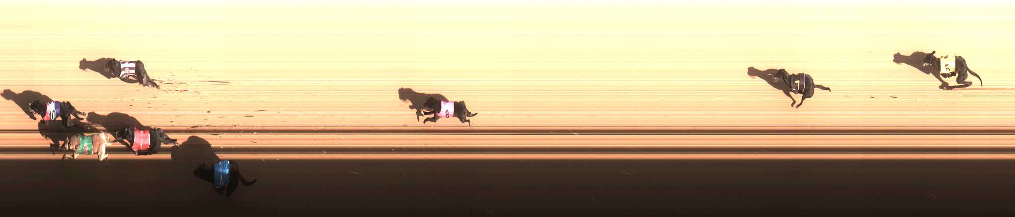 Photo finish for Cranbourne Race 2
