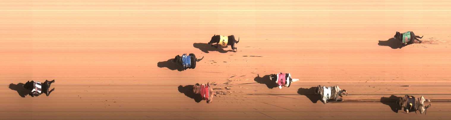 Photo finish for Cranbourne Race 5