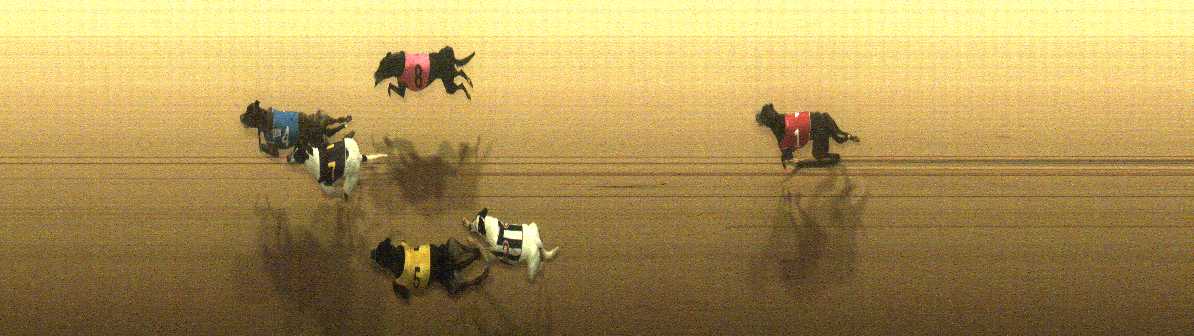 Photo finish for Cranbourne Race 11