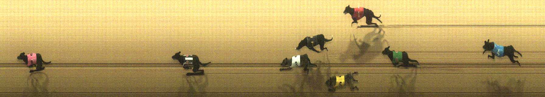 Photo finish for Cranbourne Race 5