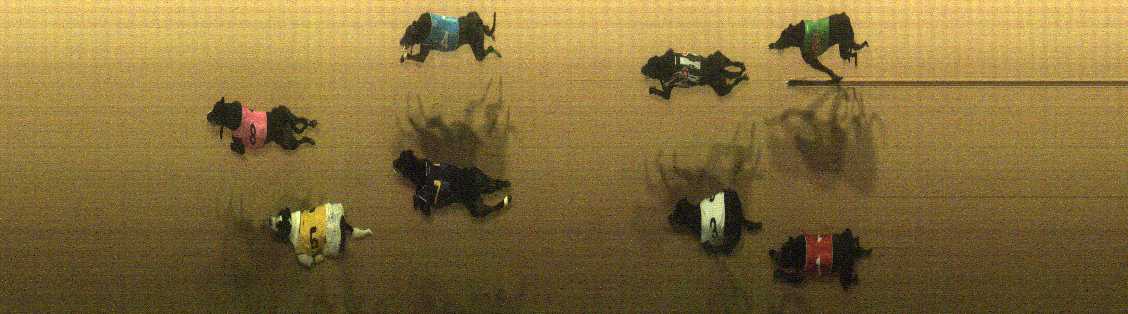 Photo finish for Cranbourne Race 12
