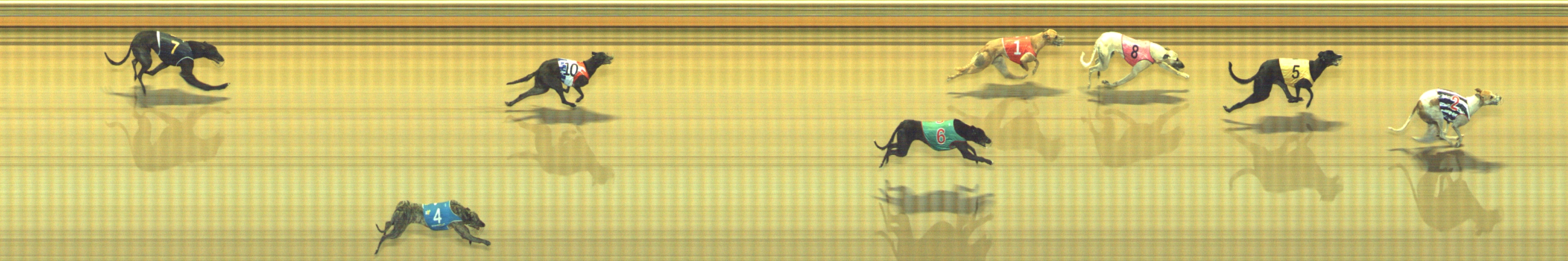 Photo finish for Geelong Race 8