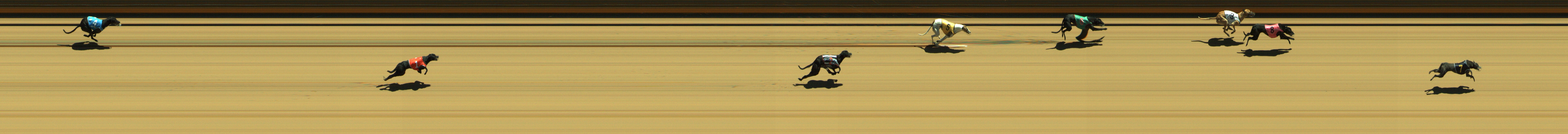 Photo finish for Geelong Race 2