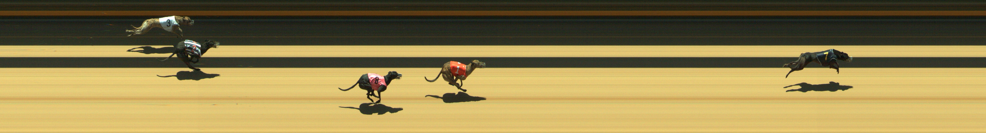 Photo finish for Geelong Race 8