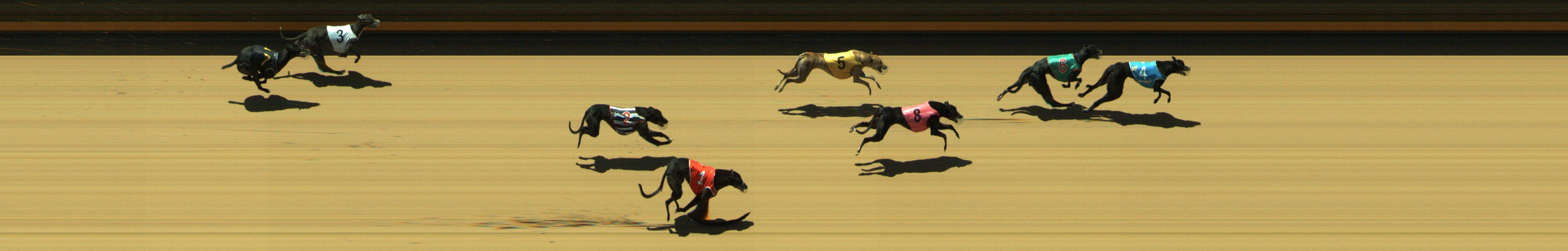 Photo finish for Geelong Race 11