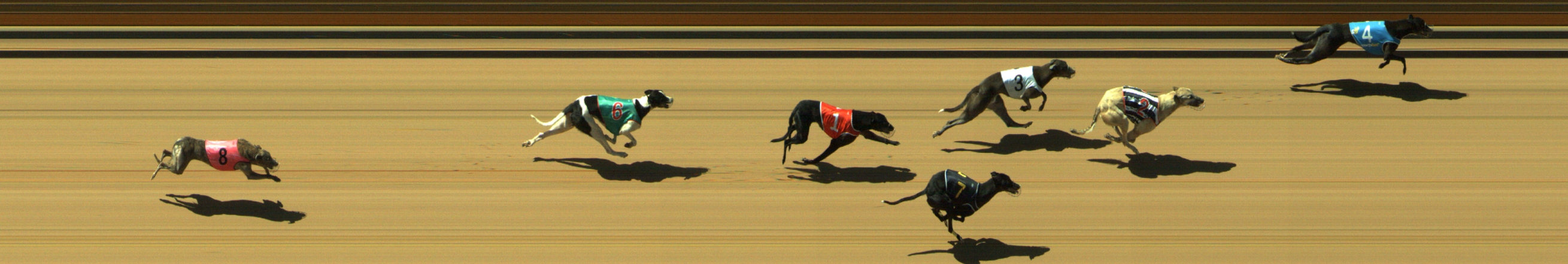 Photo finish for Geelong Race 2