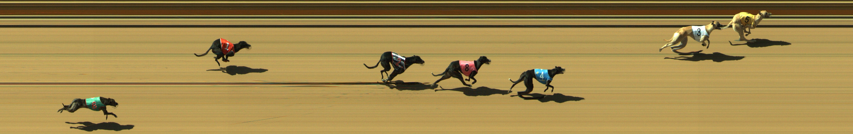 Photo finish for Geelong Race 4