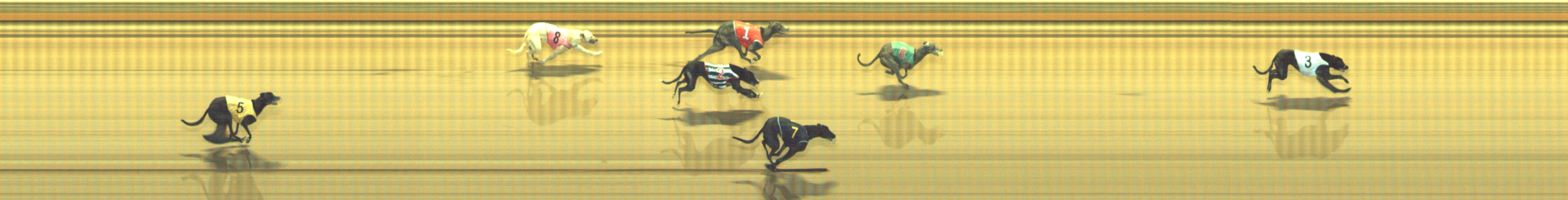 Photo finish for Geelong Race 7