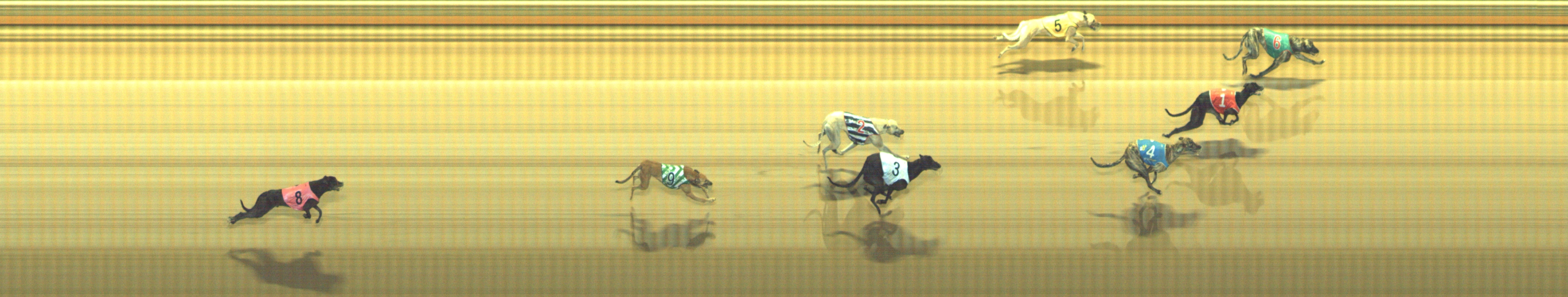 Photo finish for Geelong Race 9