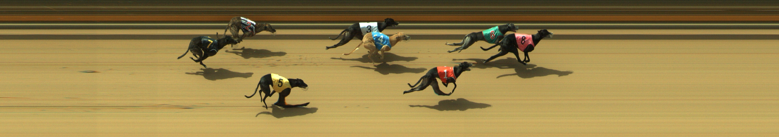 Photo finish for Geelong Race 2