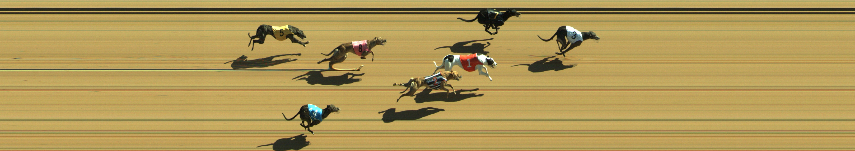 Photo finish for Geelong Race 5