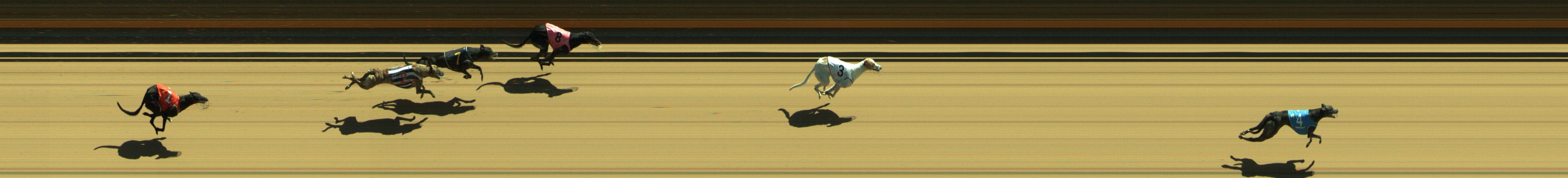 Photo finish for Geelong Race 8