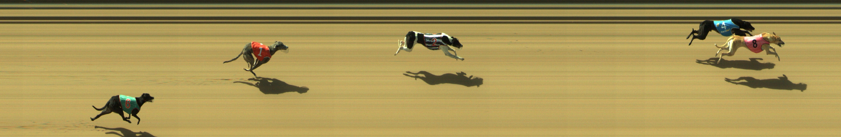 Photo finish for Geelong Race 2