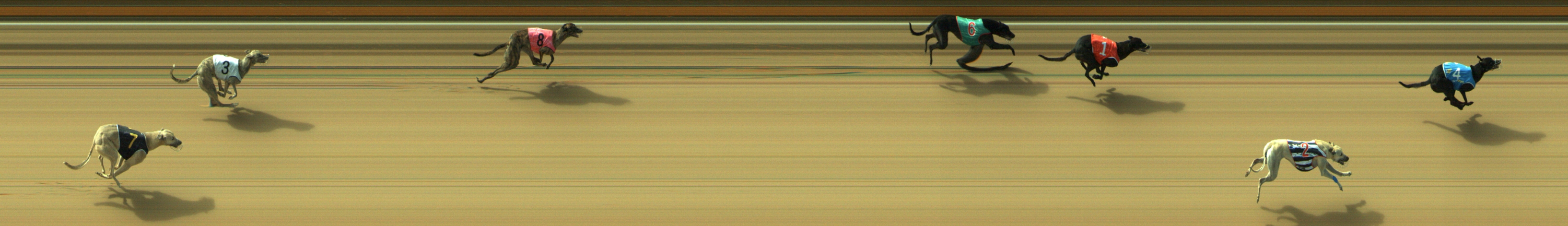 Photo finish for Geelong Race 3