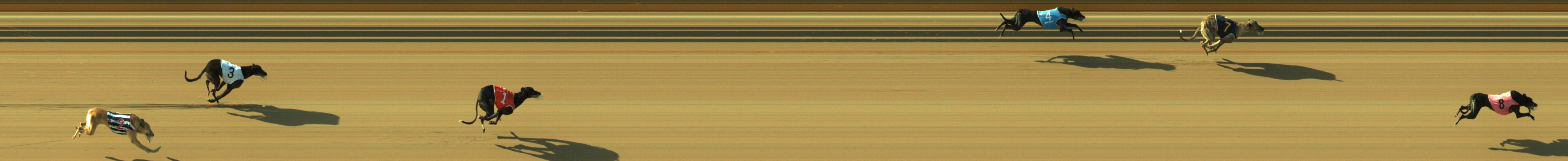 Photo finish for Geelong Race 8