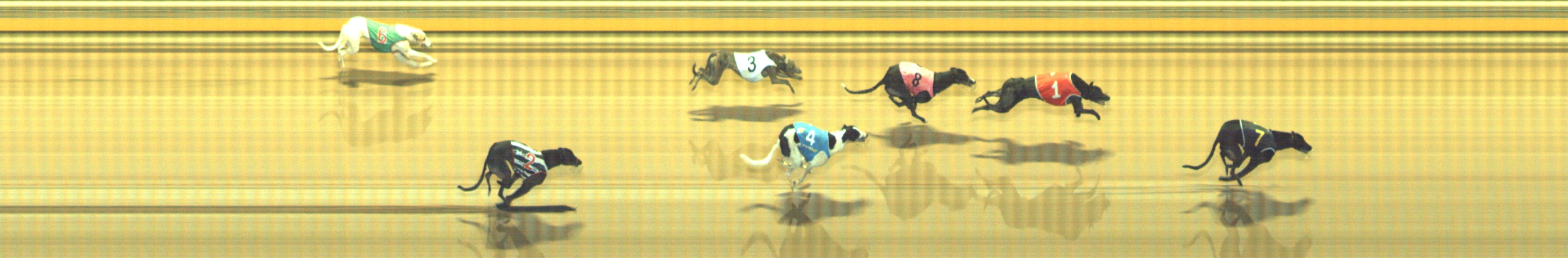 Photo finish for Geelong Race 8