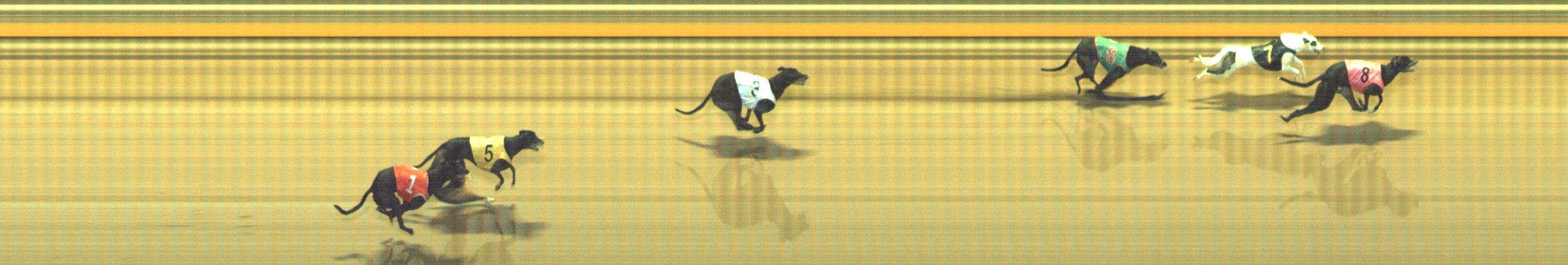 Photo finish for Geelong Race 11